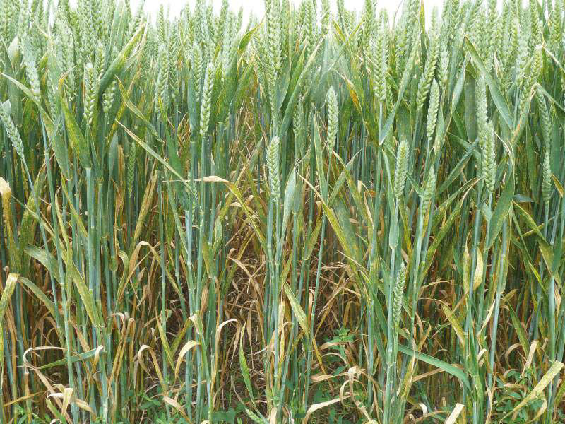 Septoria Leaf Blotch